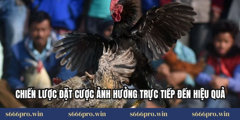 Chiến lược đặt cược ảnh hưởng trực tiếp đến hiệu quả